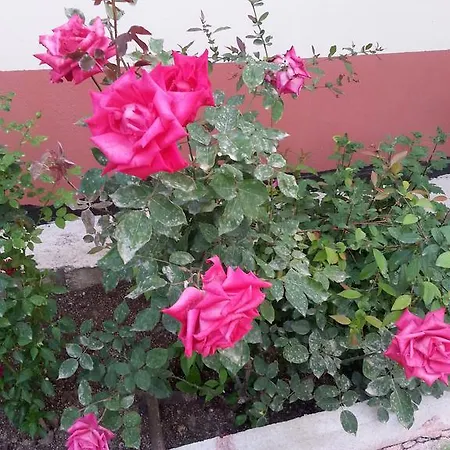 Keramos Séjour chez l'habitant