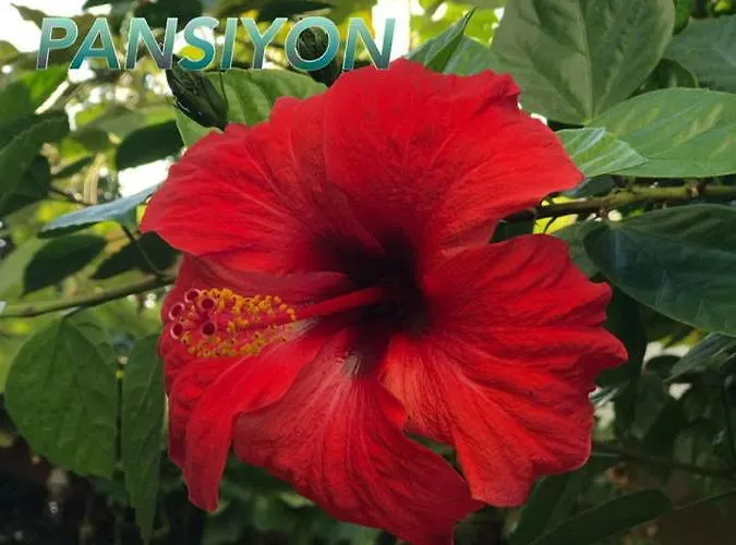 Keramos * فينيقيه